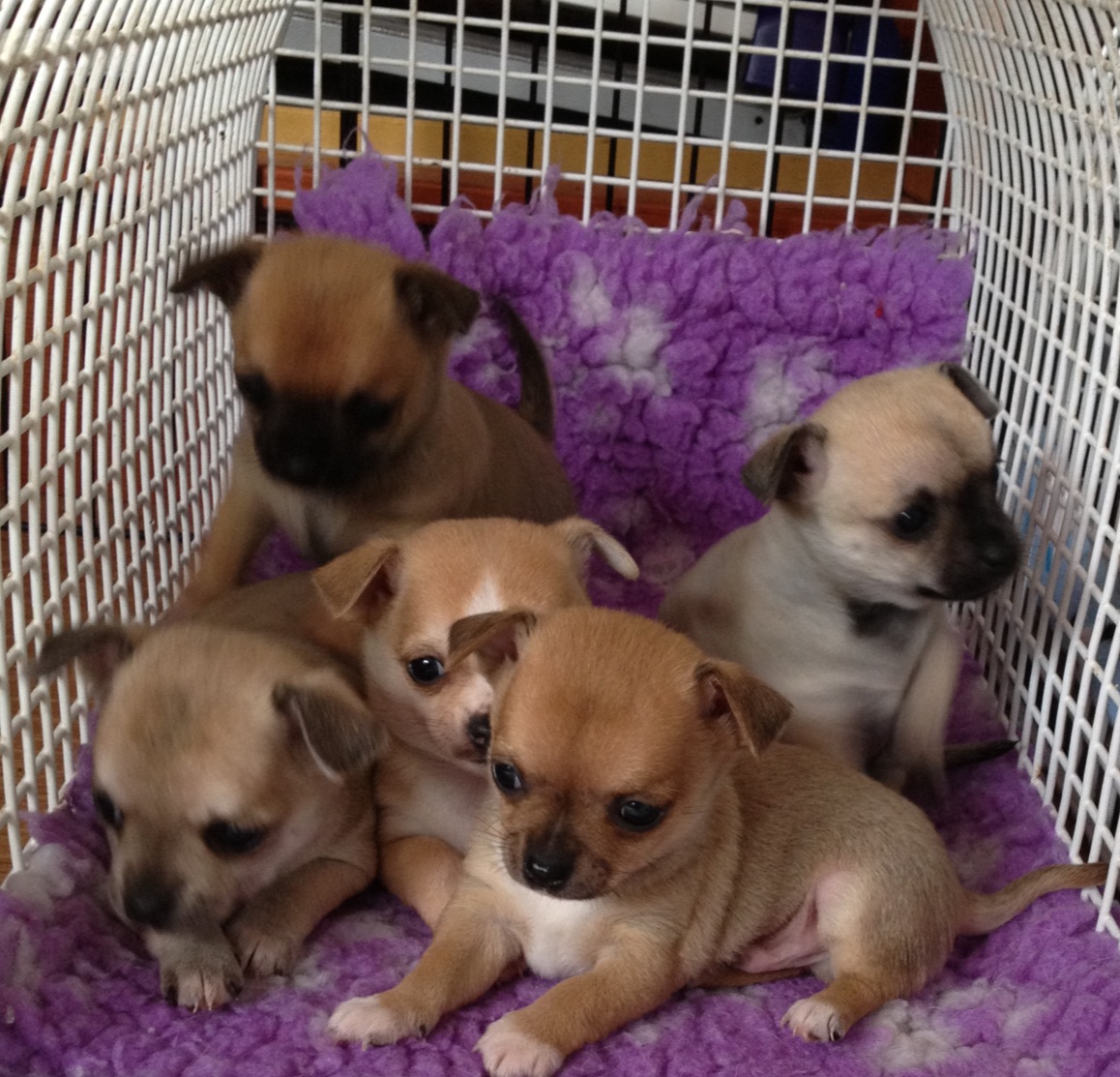 The Pet Behaviour Centre » Chihuahuas